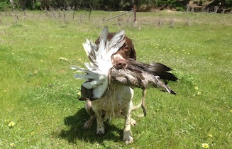 Milly wet retrieve